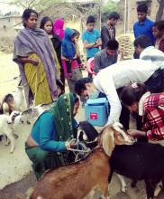 ओमसतिया गाँउपालिकाद्वारा हाटीफर्साटिकरमा बाख्रालाई PPR भ्याक्सिन लगाउने कार्यक्रमको झलक